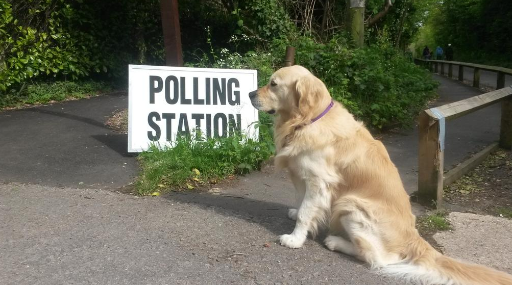 Dogs at polling stations