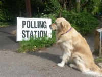 Dogs at polling stations